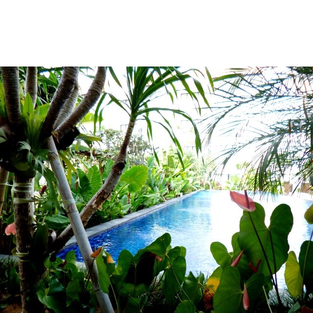 バリ島　仕入れ