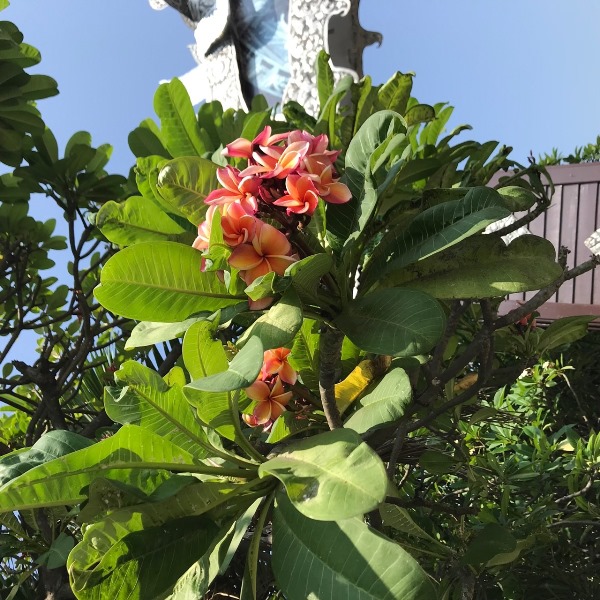 チェンマイ チェンマイ