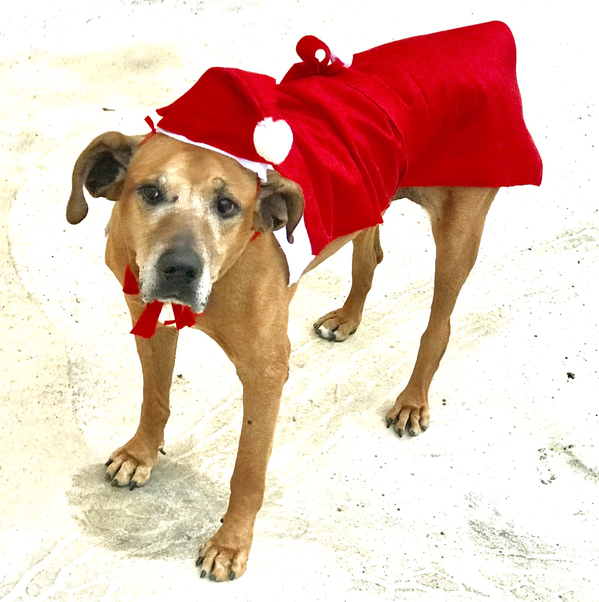 ヘイちゃん ／クリスマス