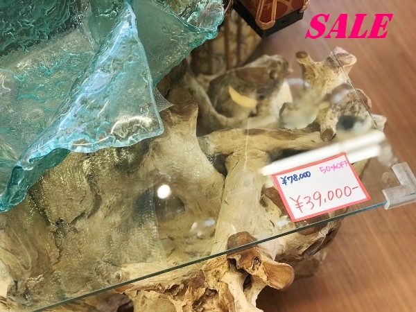 サマーセール,木の化石