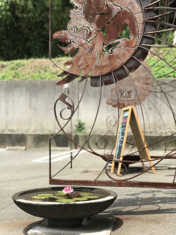 蓮の花，ロータス