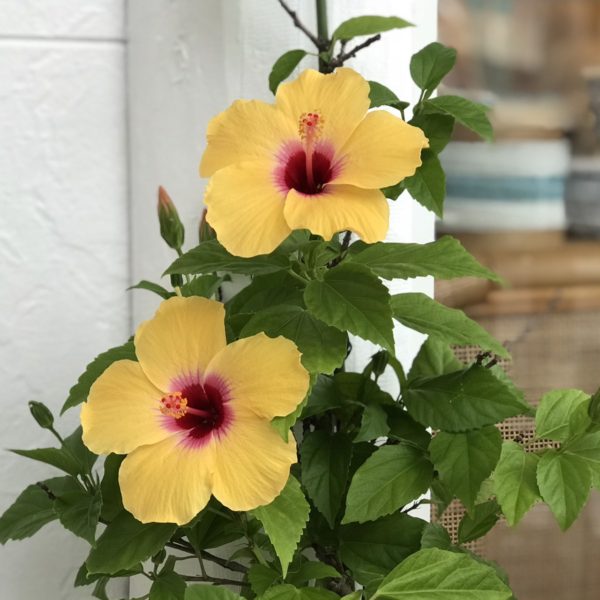 ハイビスカス　定休日