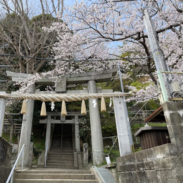 福岡市西区横浜熊野神社　桜満開