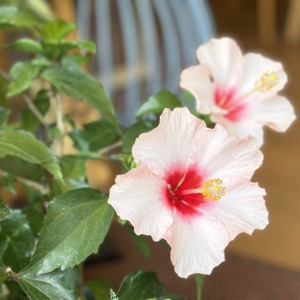 ハイビスカス／アジアン雑貨