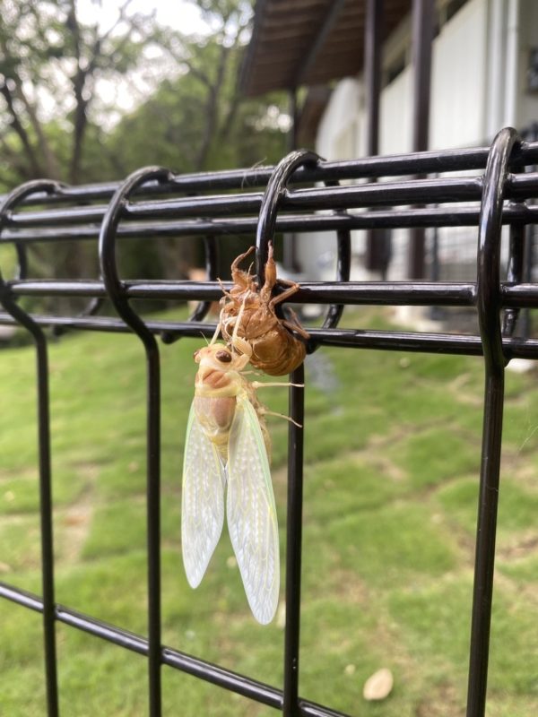 夏 セミ セミの抜け殻