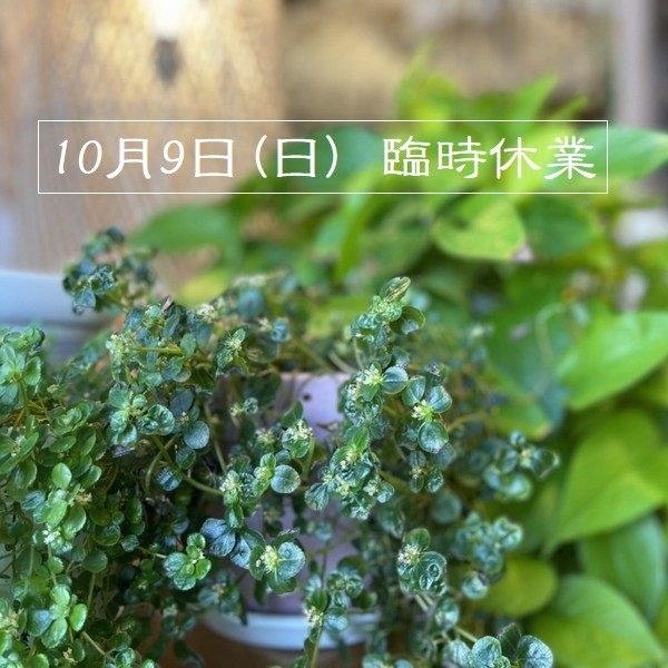 チャナン 臨時休業／糸島　雑貨屋／アジアン雑貨