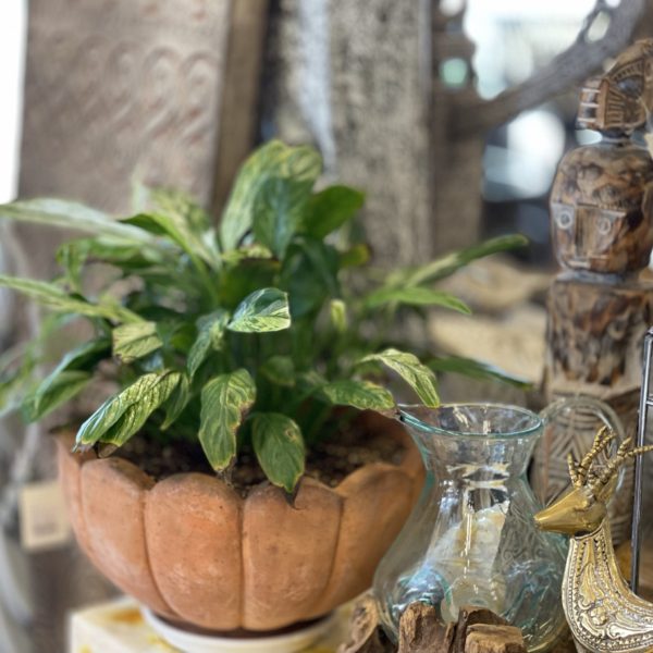 鉢カバー 定休日