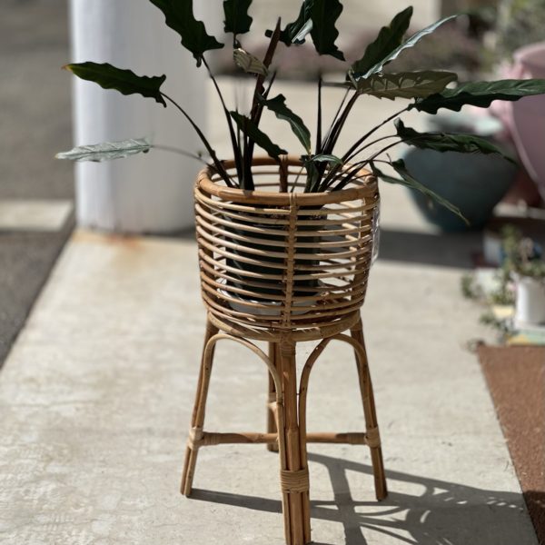 籐の花台 プランタースタンド