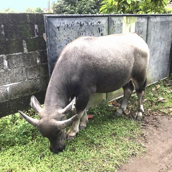 トゥガナン村　バリ牛