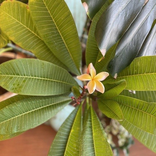 プルメリア　定休日