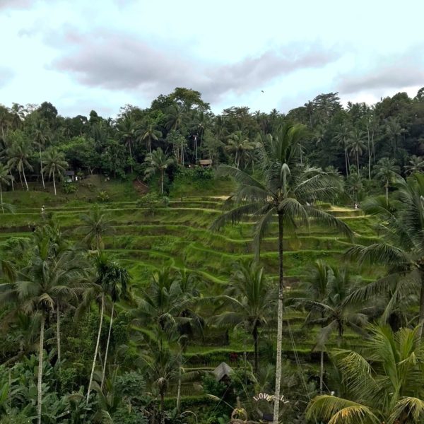 テガララン・ライステラス