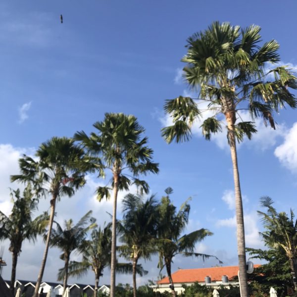 バリ島の仕入れ