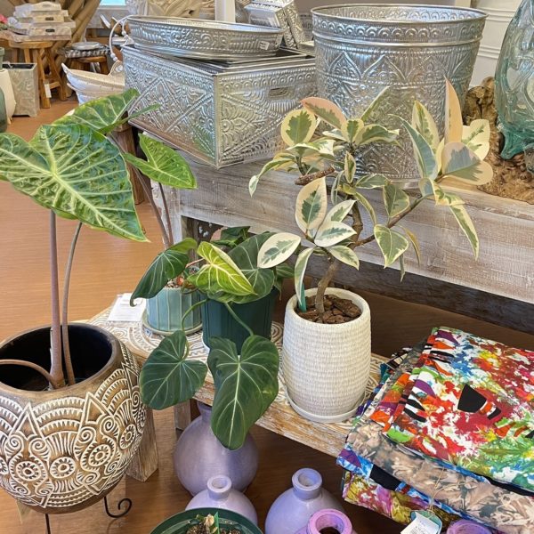 canang plantsチャナンプランツ