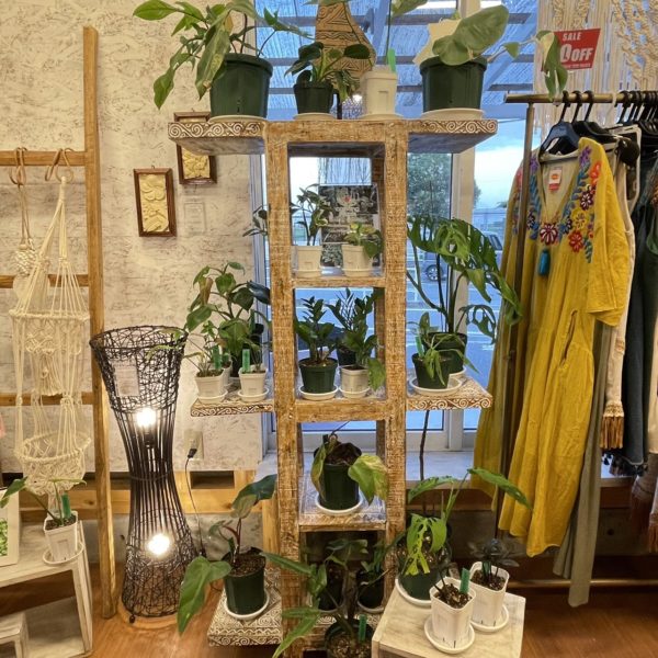 canang plantsチャナンプランツ