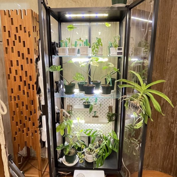 canang plantsチャナンプランツ