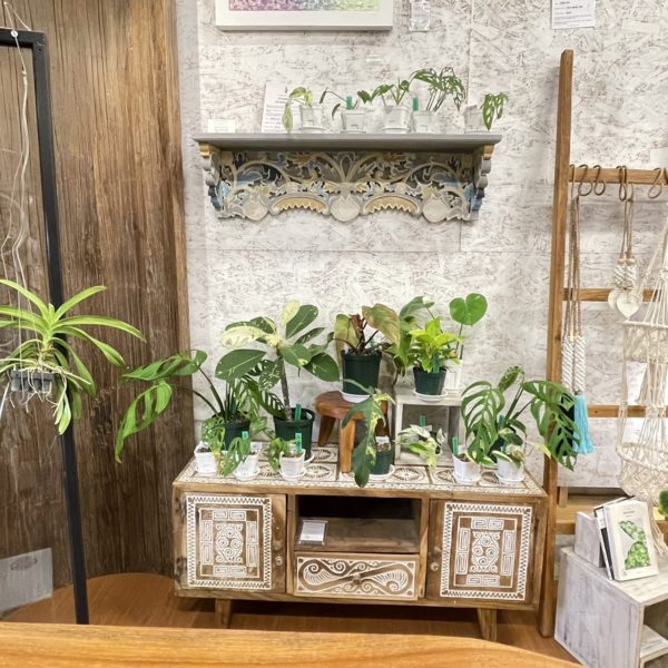 canang plantsチャナンプランツ