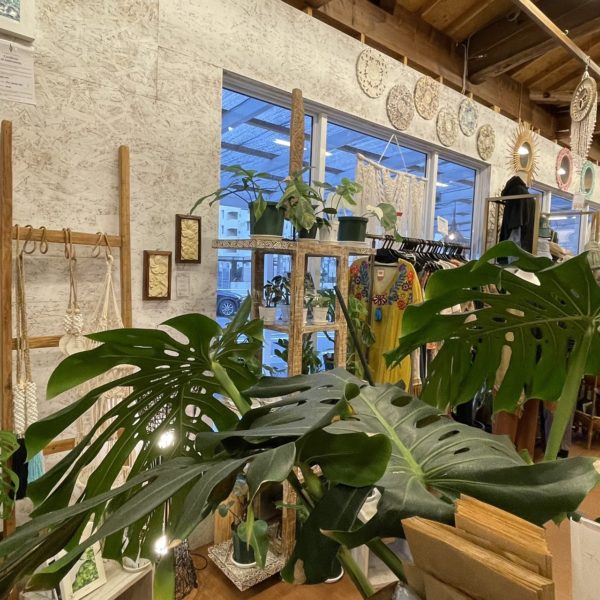 canang plantsチャナンプランツ