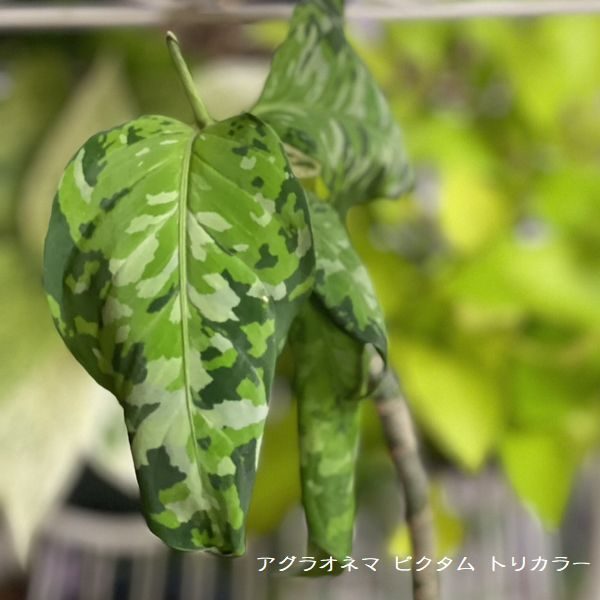 アグラオネマ ピクタム トリカラー