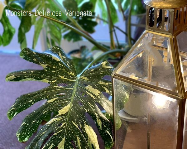 モンステラ・デリシオーサ・バリエガータ