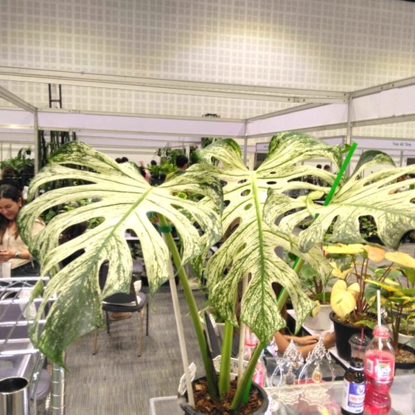 タイ仕入れ　バンコクエキゾチックプランツフェア