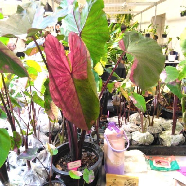 タイ仕入れ　バンコクエキゾチックプランツフェア