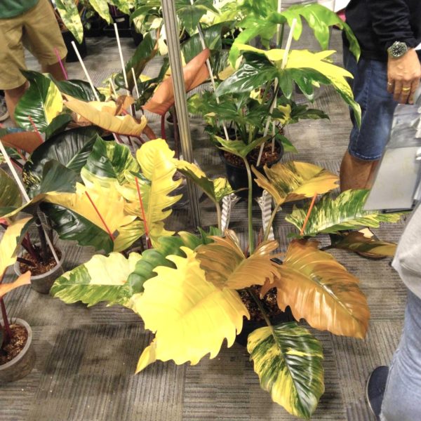 タイ仕入れ　バンコクエキゾチックプランツフェア