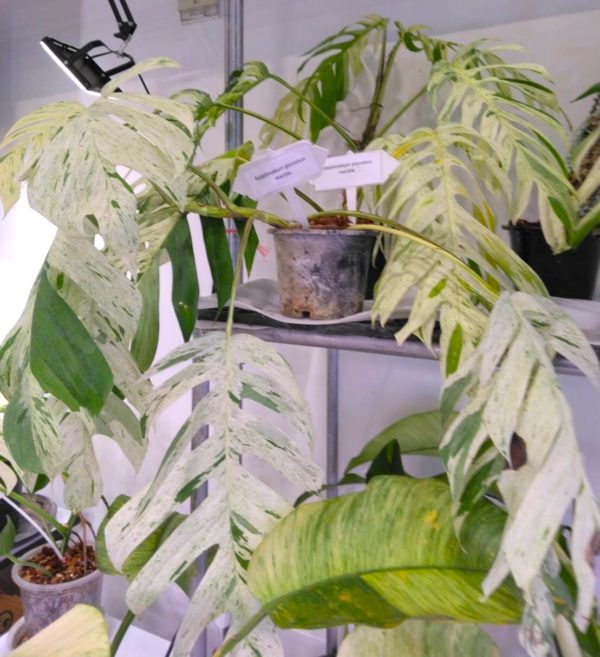 タイ仕入れ　バンコクエキゾチックプランツフェア