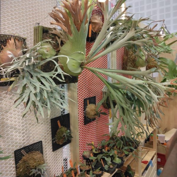 タイ仕入れ　バンコクエキゾチックプランツフェア