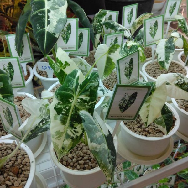 タイ仕入れ　バンコクエキゾチックプランツフェア