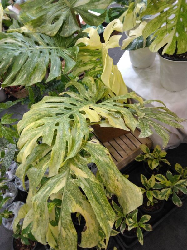 タイ仕入れ　バンコクエキゾチックプランツフェア