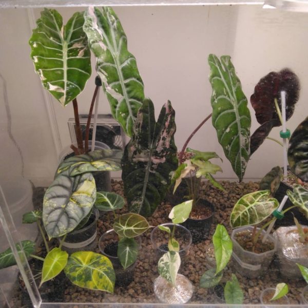 タイ仕入れ　バンコクエキゾチックプランツフェア