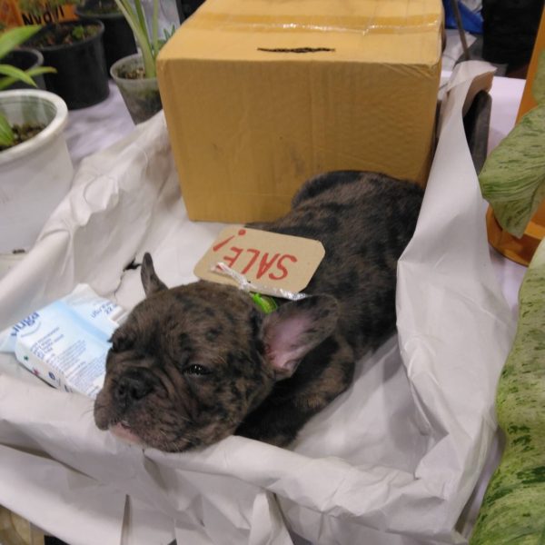 タイ仕入れ　バンコクエキゾチックプランツフェア