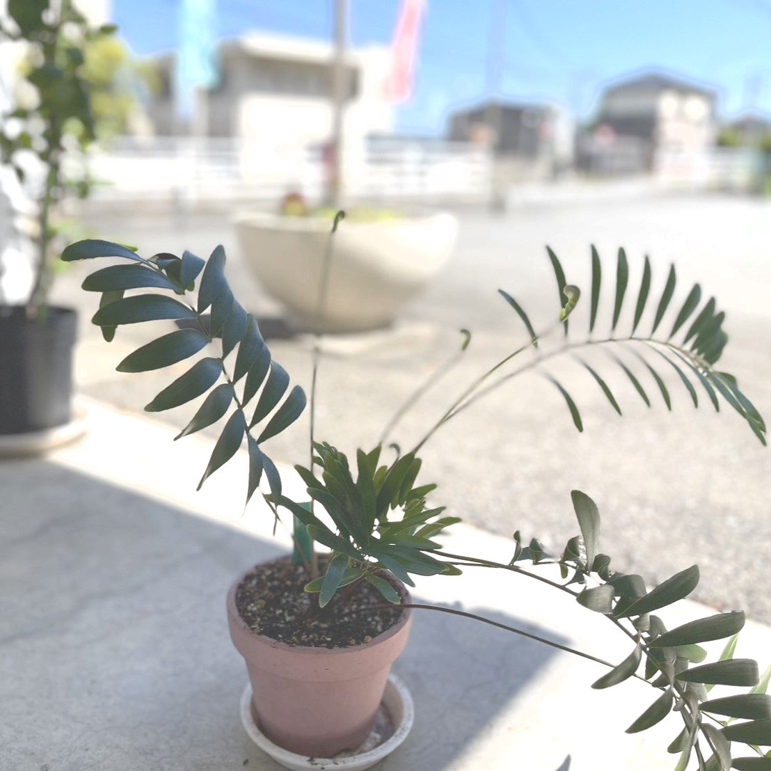 ザミア フロリダーナ／フロリダソテツ