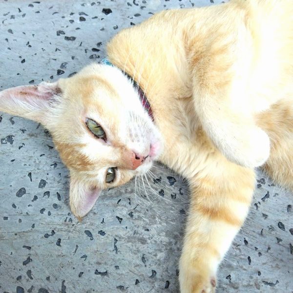 バリ島 仕入れ バリ猫