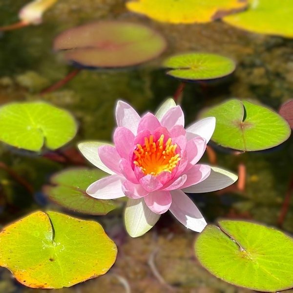 蓮の花・ロータス