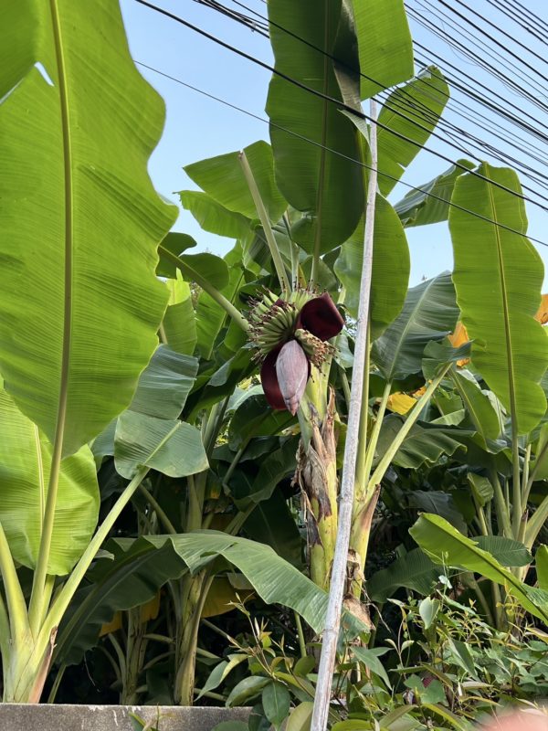 ナイトマーケット