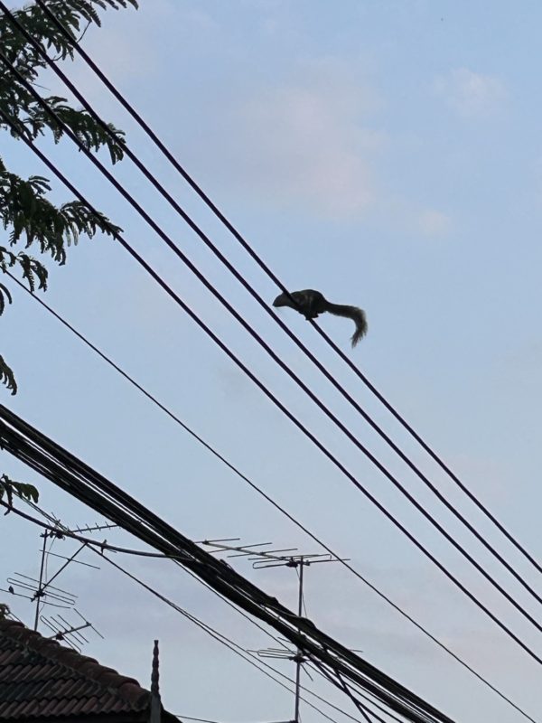 ナイトマーケット