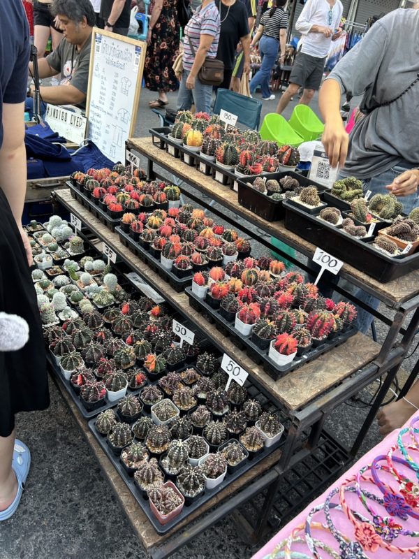 ナイトマーケットへ向かう途中に見つけた、バナナとリス