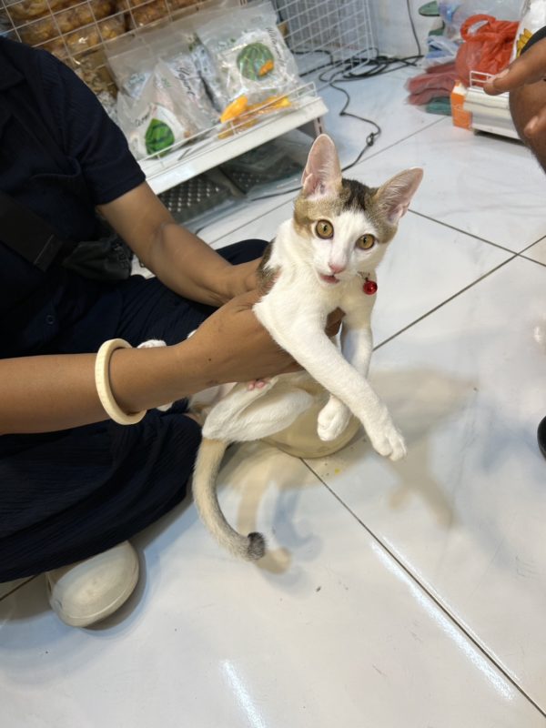 チャトチャックウィークエンドマーケット