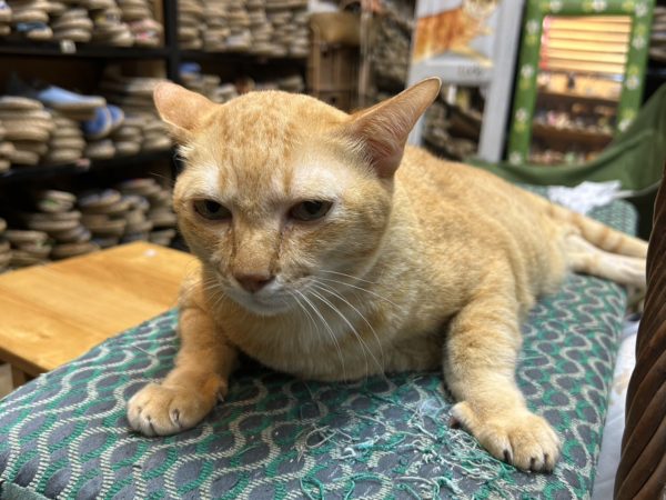 チャトチャックウィークエンドマーケット