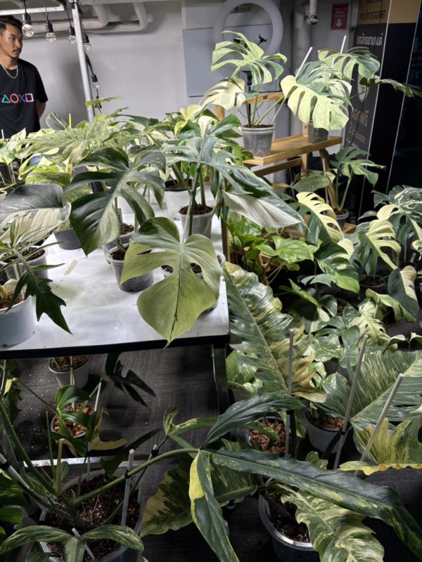 バンコクインターナショナルエキゾチックプランツフェア