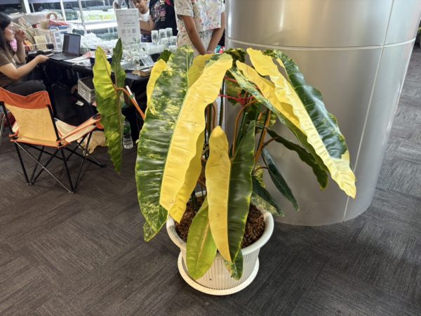 バンコクインターナショナルエキゾチックプランツフェア