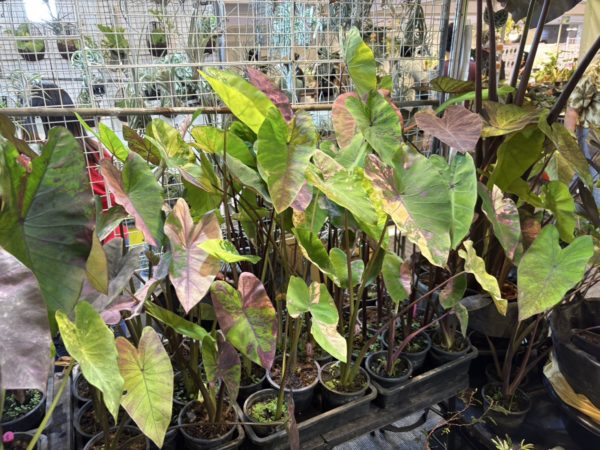 バンコクインターナショナルエキゾチックプランツフェア