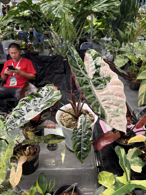 バンコクインターナショナルエキゾチックプランツフェア
