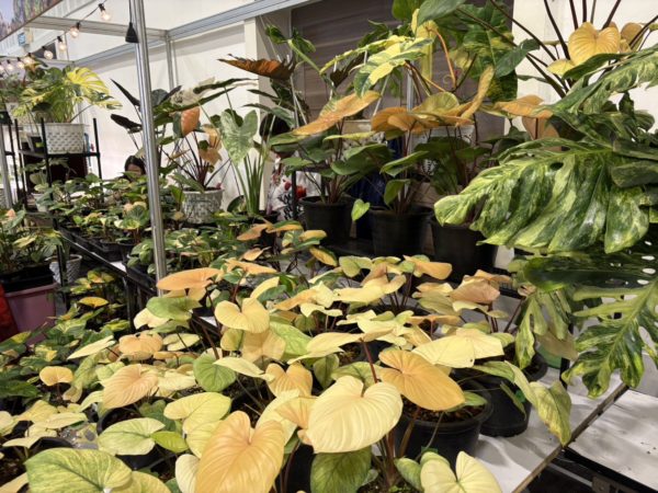 バンコクインターナショナルエキゾチックプランツフェア