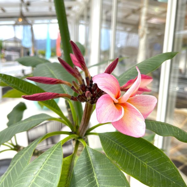 プルメリア 定休日