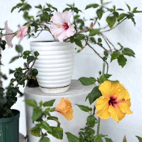 ハイビスカス 定休日