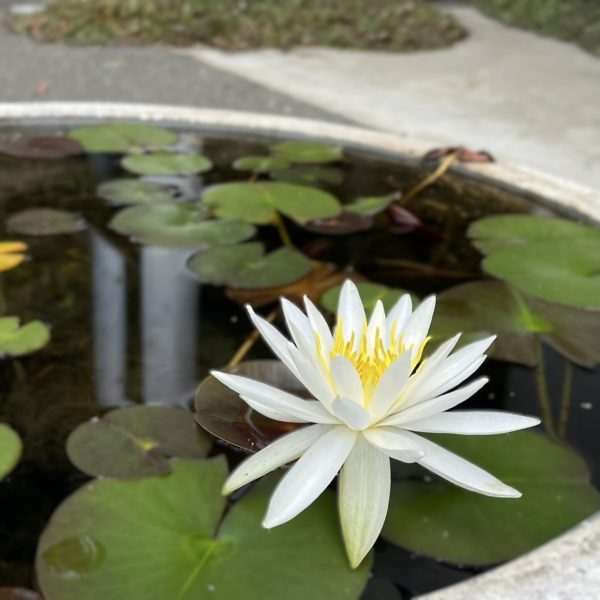 睡蓮 蓮の花 定休日