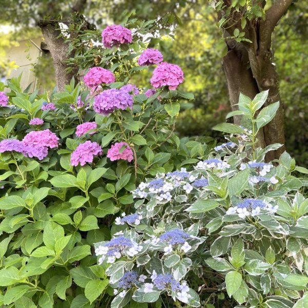 アジサイ 定休日