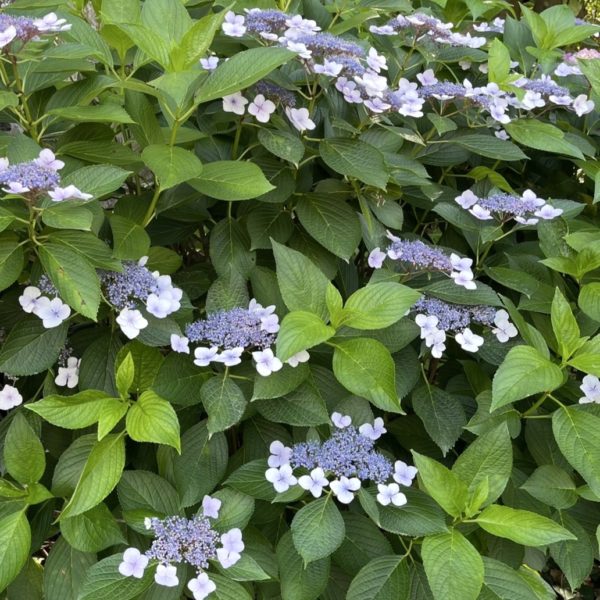 アジサイ 定休日